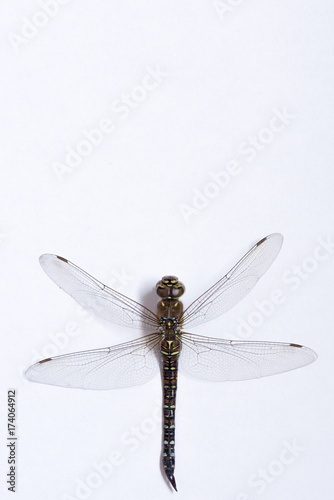 A macro photograph of a brown dragonfly