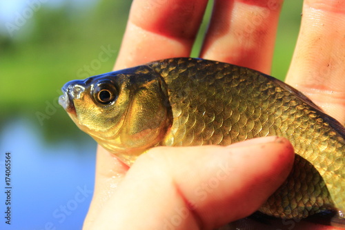 Prussian carp in the hand