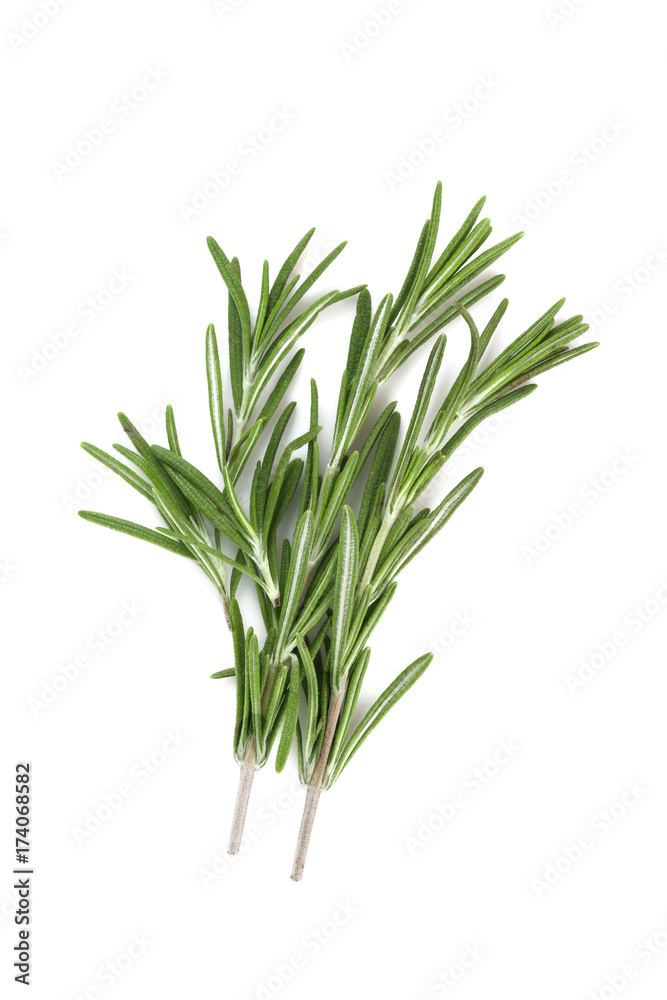 Green rosemary on white background