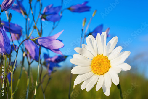 Chamomile among flowers