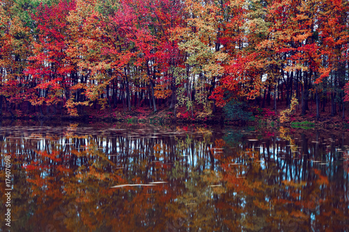 Beautiful scarlet  yellow  orange trees at the river coast reflect in the water where the leaves are floating.