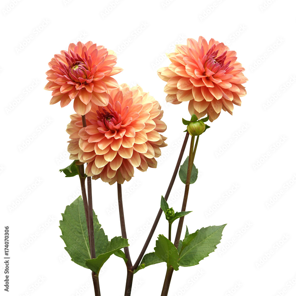 Obraz premium Dahlia rose saumoné