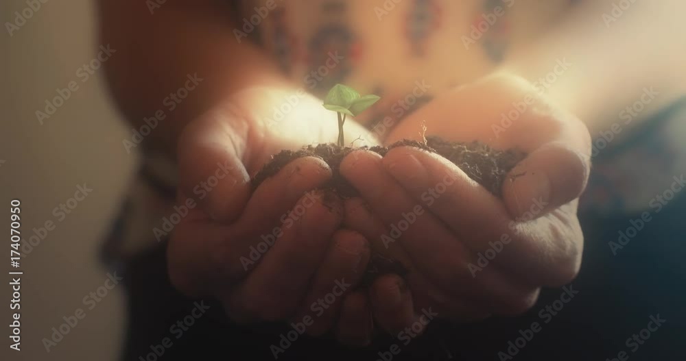 A young woman cups her hands around a growing sapling. 4K UHD animation. ProRes file delivered at broadcast quality color depth.