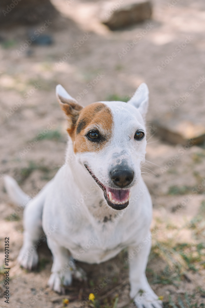 Portrait of sitting cute Jack Russell Terrier dog Portrait of sitting cute Jack Russell Terrier dog