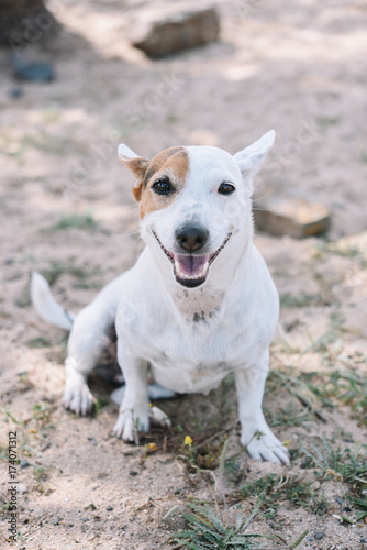 Portrait of sitting cute Jack Russell Terrier dog photo