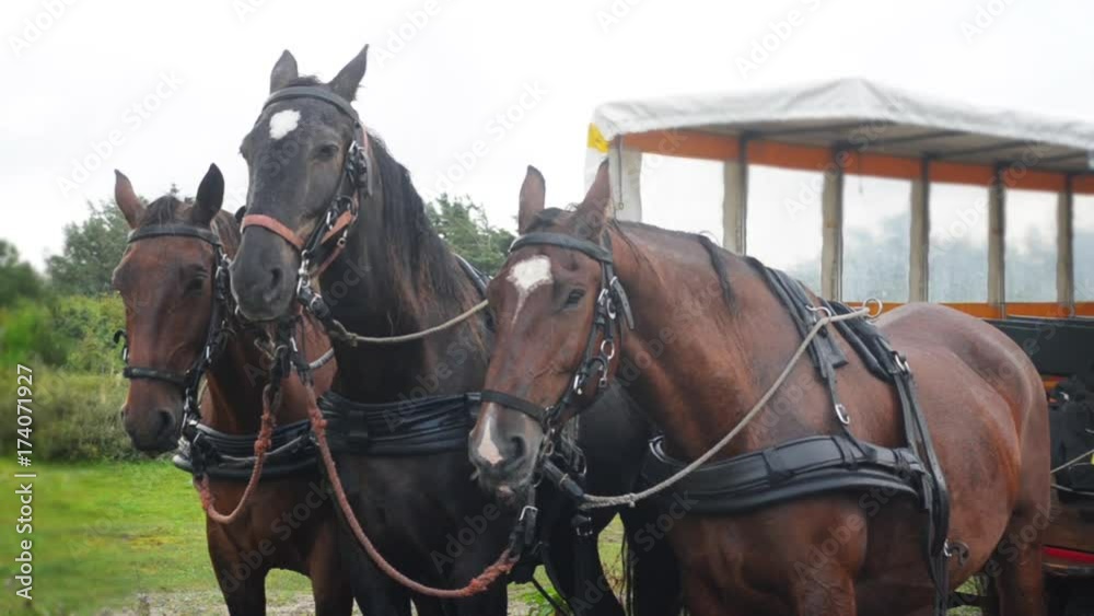 horses in front of covered wagon horses in front of covered wagon