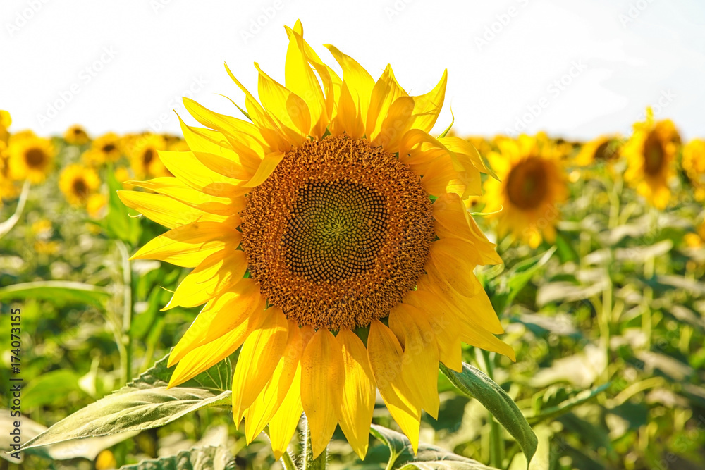 Fototapeta premium Blooming sunflower in field