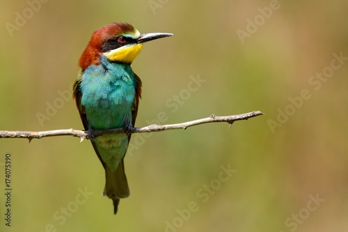 European bee-eater sitting on a stick on a beautiful background.
