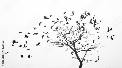 Birds fly from the tree like leaves by the wind photo