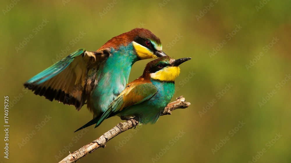 European bee eaters mating.