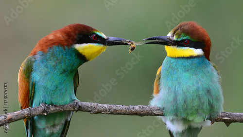 Two bee-eaters sitting on a stick with a bee in its beak on a beautiful background.