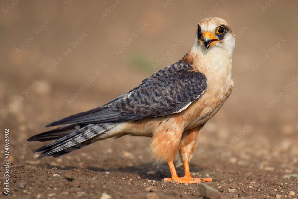 Red-footed Falcon stands on the ground and looks around. Red-footed Falcon stands on the ground and looks around.