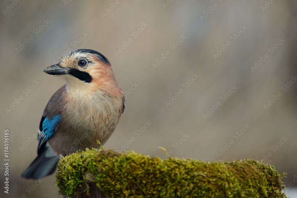 Eurasian jay on the winter bird feeder. Eurasian jay on the winter bird feeder.