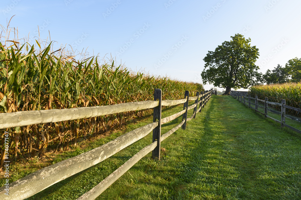 Large Tree and Corn Field with Split Rail Fence