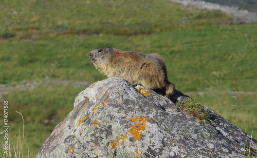 Marmotte sauvage sur un rocher en montagne
