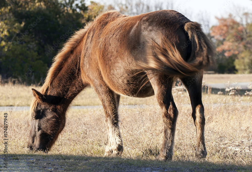 Tail Swish Tail Swish