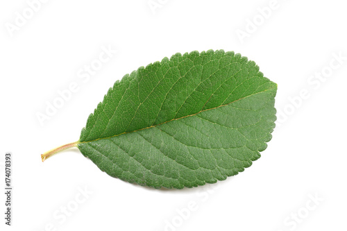 Green plum leaf isolated on white