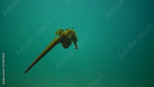 Short-snouted seahorse (Hippocampus hippocampus). Black Sea. Ukraine. Odessa bay. photo