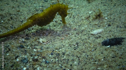 Short-snouted seahorse (Hippocampus hippocampus). Black Sea. Ukraine. Odessa bay. photo