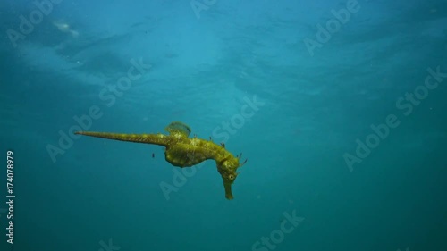 Short-snouted seahorse (Hippocampus hippocampus). Black Sea. Ukraine. Odessa bay. photo