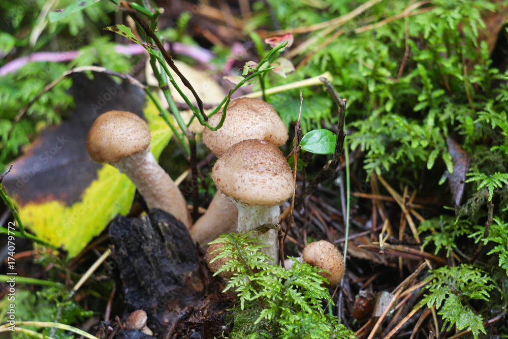 Mushroom shaggy scalycap, Pholiota squarrosa. Mushroom shaggy scalycap, Pholiota squarrosa.