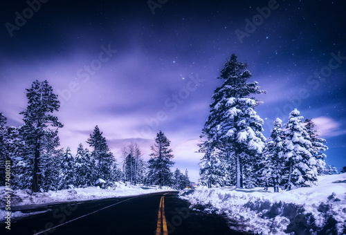 Winter trees at night, Lake Tahoe © Alyson