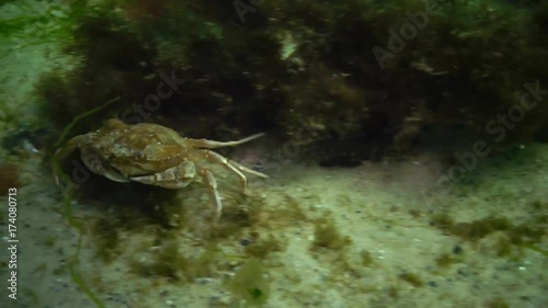 Fauna of the Black Sea. Ukraine. Swimming crab (Macropipus holsatus), female photo