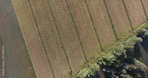 Flying across fields. photo