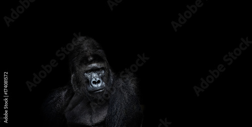 Portrait of a male gorilla on a black background © Baranov