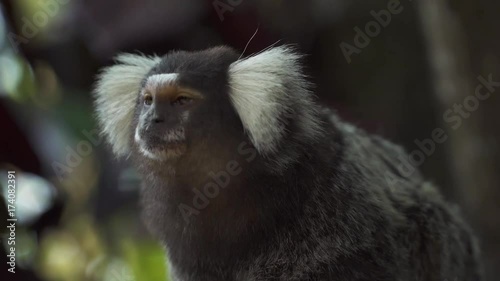 The black-tufted marmoset (callithrix penicillata), Sagui monkey standing on wooden 
roof close up at Rio de Janeiro, Brazil.