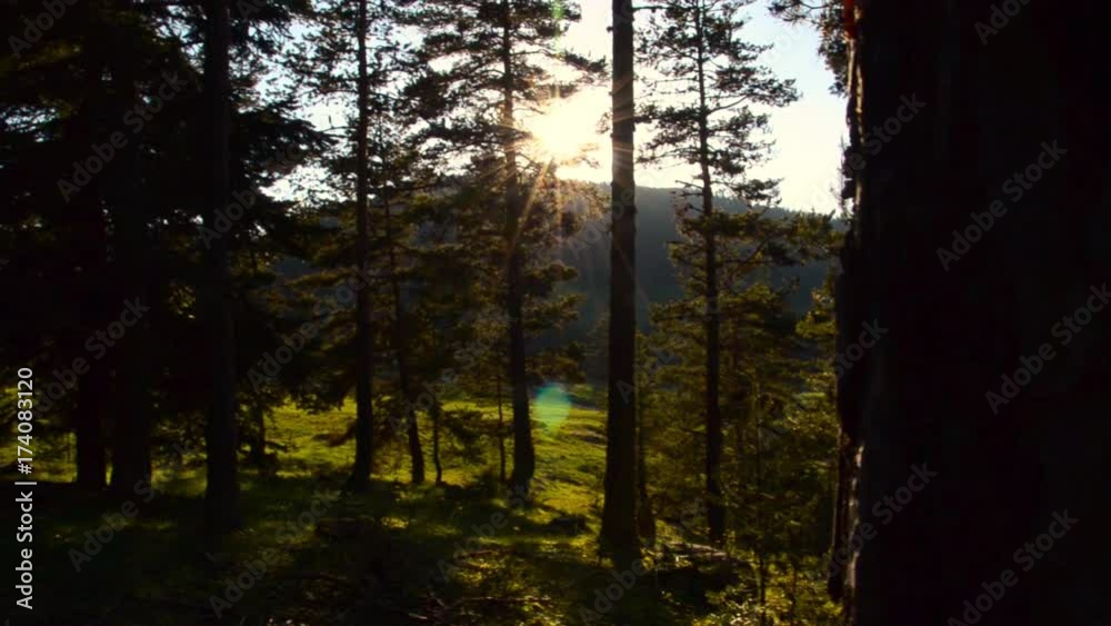 The light from the forest trees The light from the forest trees