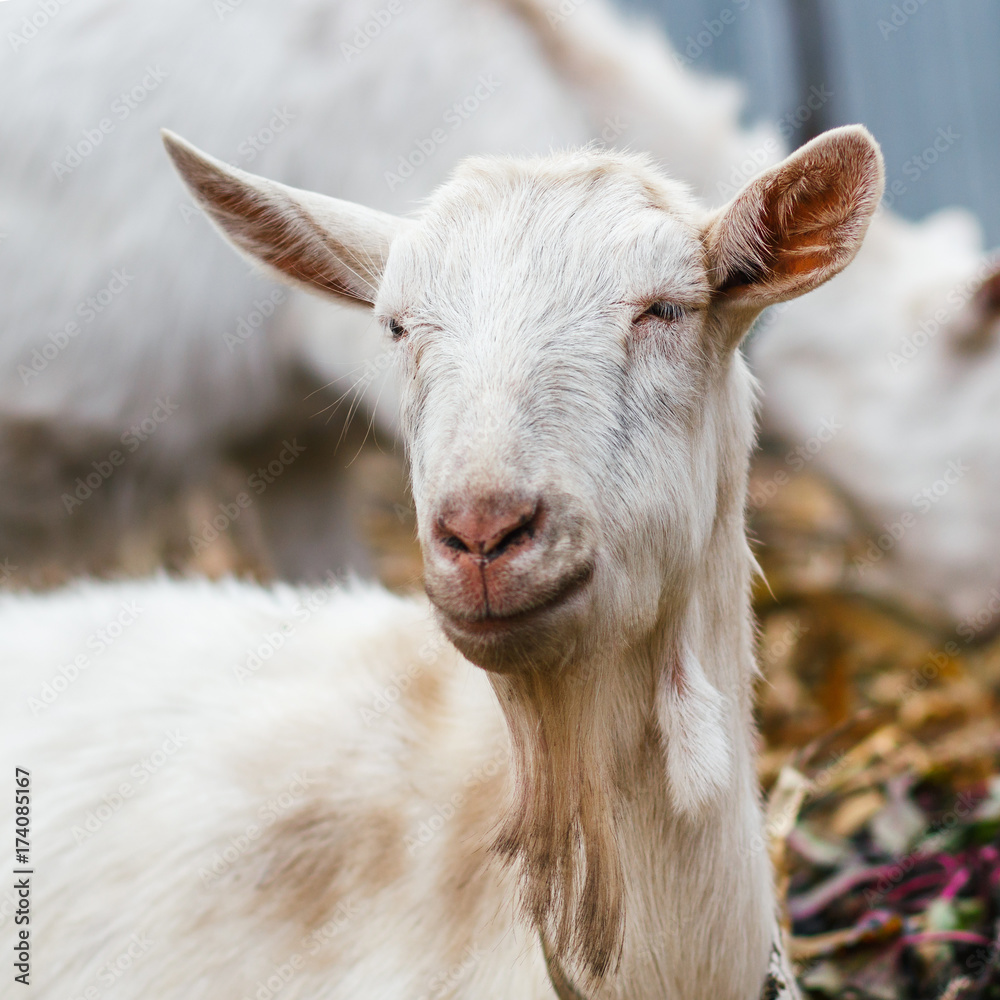 White goat at the village in a cornfield, goat on autumn grass, goat head looks at the camera White goat at the village in a cornfield, goat on autumn grass, goat head looks at the camera