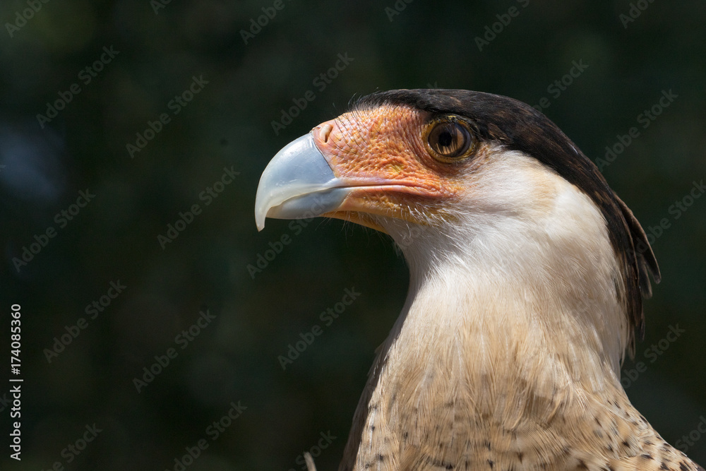 Fototapeta premium Caracara