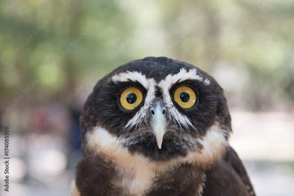 Fototapeta premium Owl