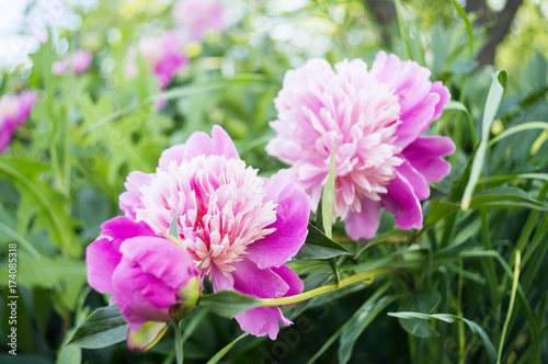 Photos of a beautiful pink peony flowers. 