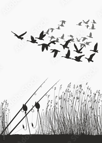 Fishing rod on the shore of the lake and geese
