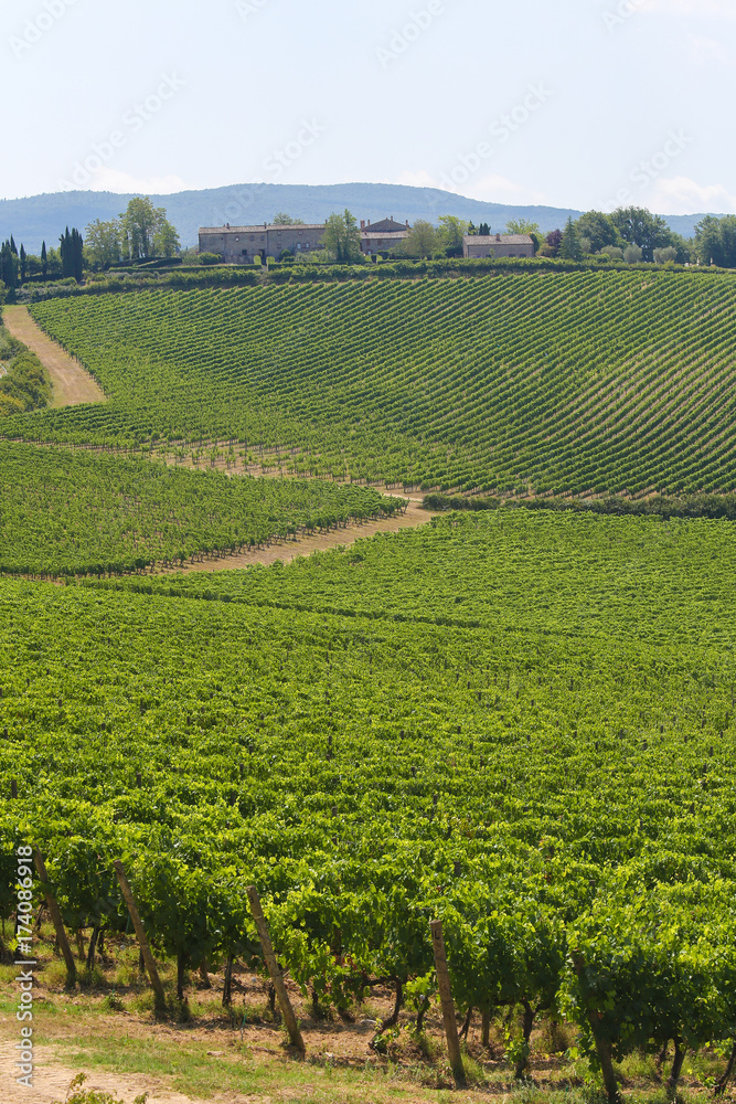 Vineyards near San Gimignano, Tuscany, Italy