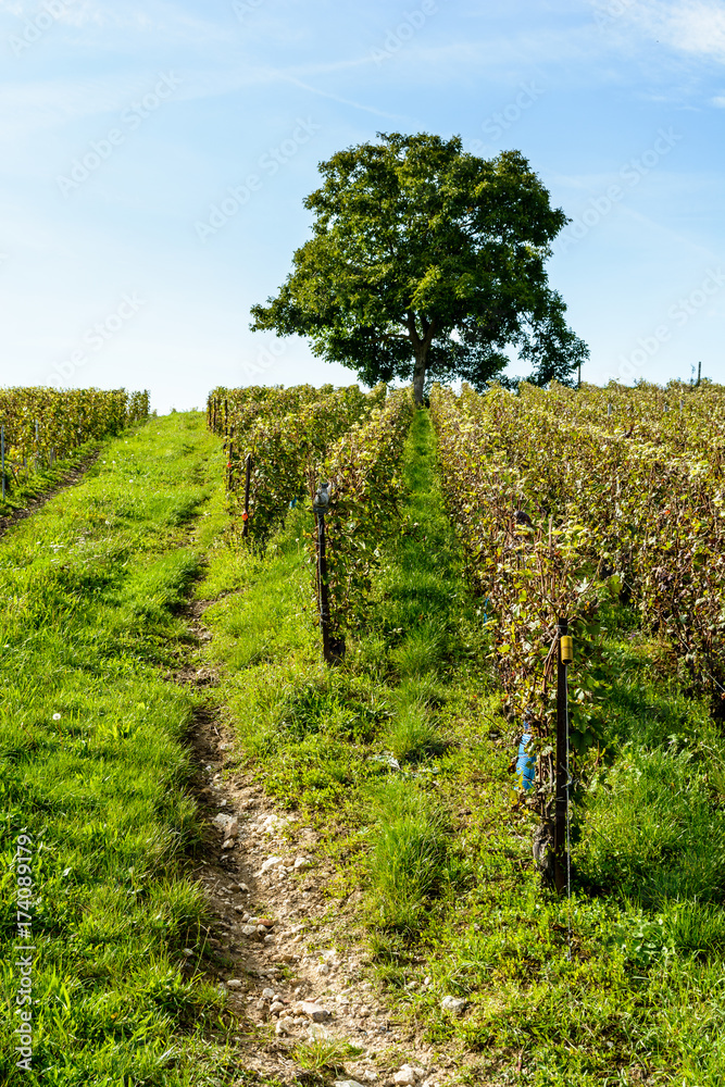 Rows of grapevine in a Champagne vineyard with a walnut tree under a cloudy blue sky.