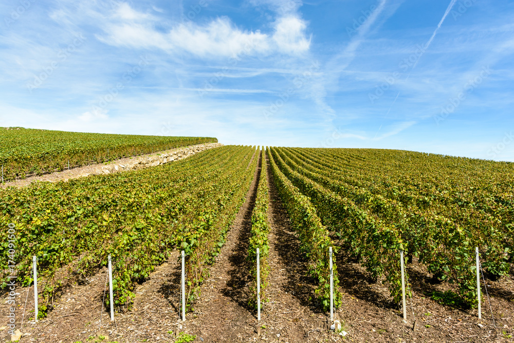 Rows of grapevine in a Champagne vineyard under a blue cloudy sky.