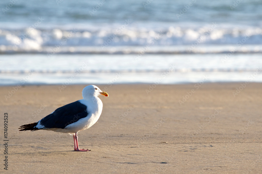 A single Seagull sits along the ocean shore break during sunset. A single Seagull sits along the ocean shore break during sunset.