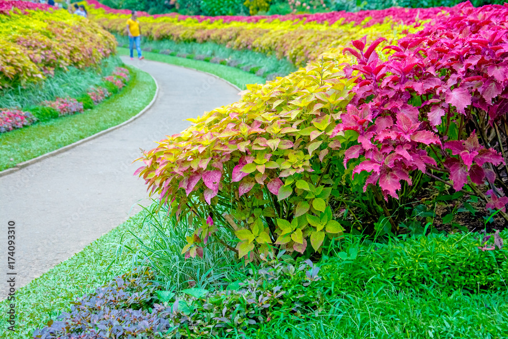Obraz premium Royal Botanical Garden Peradeniya, Sri Lanka. The Botanical Garden Includes More Than 4000 Species Of Plants, Including Of Orchids, Spices, Medicinal Plants And Palm Trees