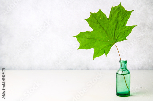 A green dried maple leaf in an antique glass bottle on a light background. photo