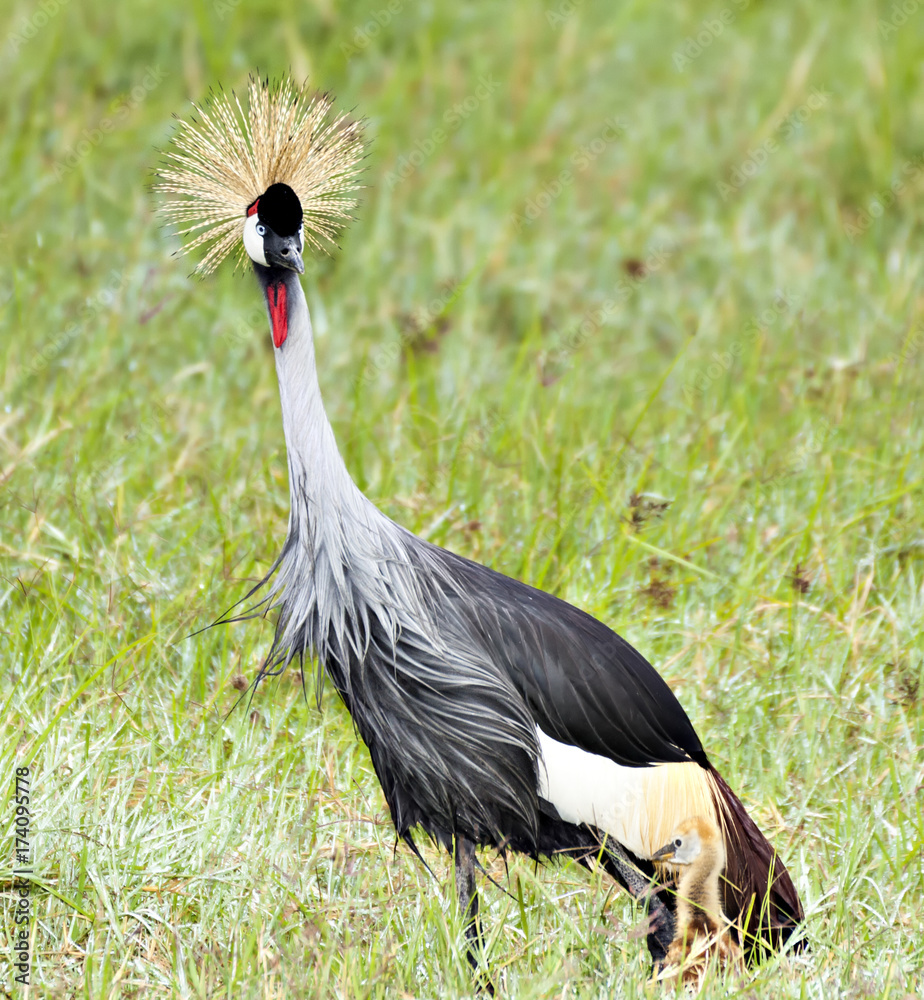 Fototapeta premium Crowned Crane & Chick