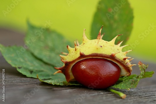 Closeup image of vibrant colored brown chestnut with peel on wooden plank and light green background