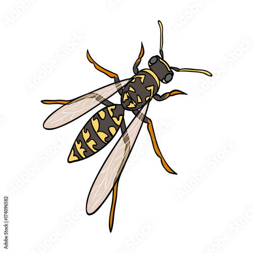 Wasp, hymenopteran insect.Wasp, stinging insect single icon in cartoon style vector symbol stock isometric illustration web.