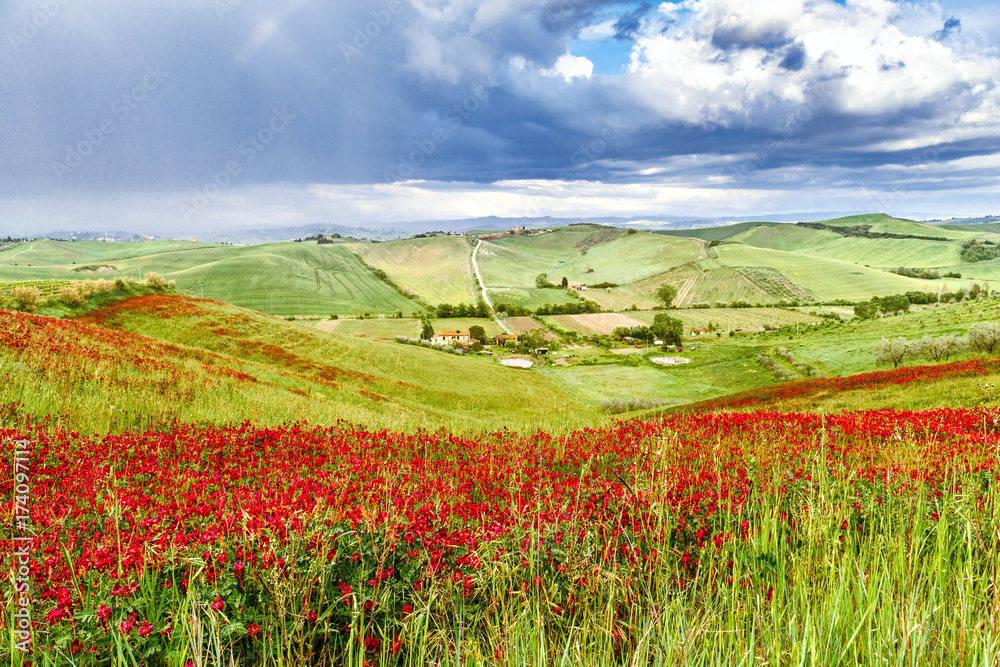 Loose Yourself in the beauty of a Unique itinerary. Via Francigena pilgrim path, Italian part by Tuscany region. Beautiful red flowers at traditional Tuscany hills. Epic spring overcast scenery.