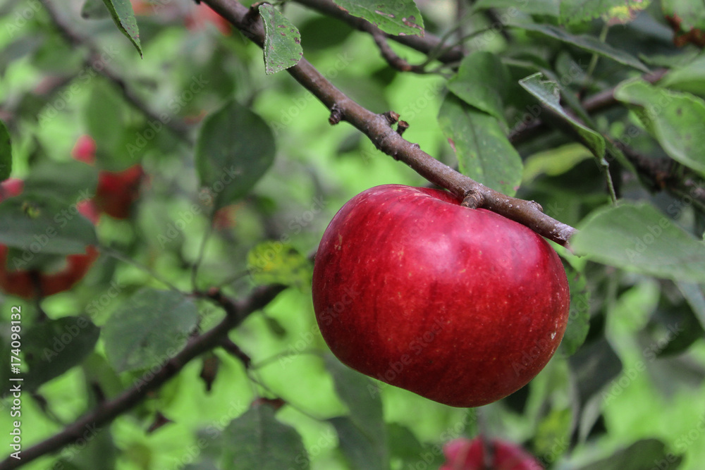 Close-up of Red Ripe Apple in Tree at angle