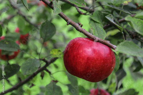 Close-up of Red Ripe Apple in Tree at angle