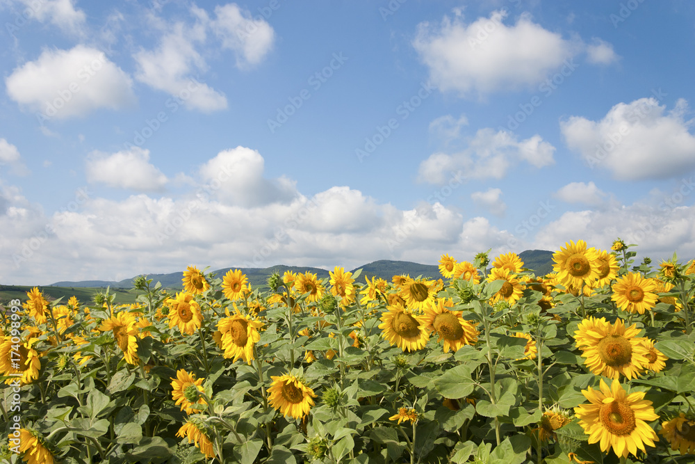 SonnenblumenFeld