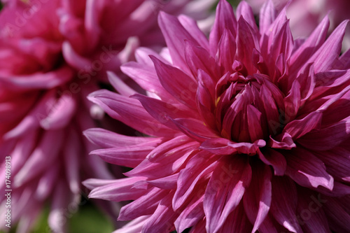 Fototapeta Naklejka Na Ścianę i Meble -  Dahlien (Dahlia)